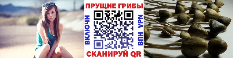 Галлюциногенные грибы мицелий  OMG рабочий сайт  Вытегра  магазин  наркотиков 